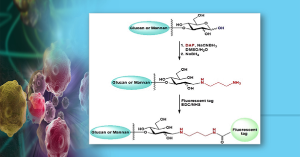 Photo for 
Fungal cell wall PAMPs & Immunology
